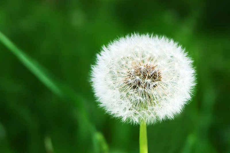 Does an AC Help With Allergies? - White dandelion on grassy glade background